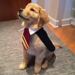 Harry Potter Dog Halloween Costume