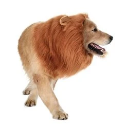 Halloween Lion Dog Costume -Halloween Costume For Kids Cheap Store 61wtfgmewhl. sx522