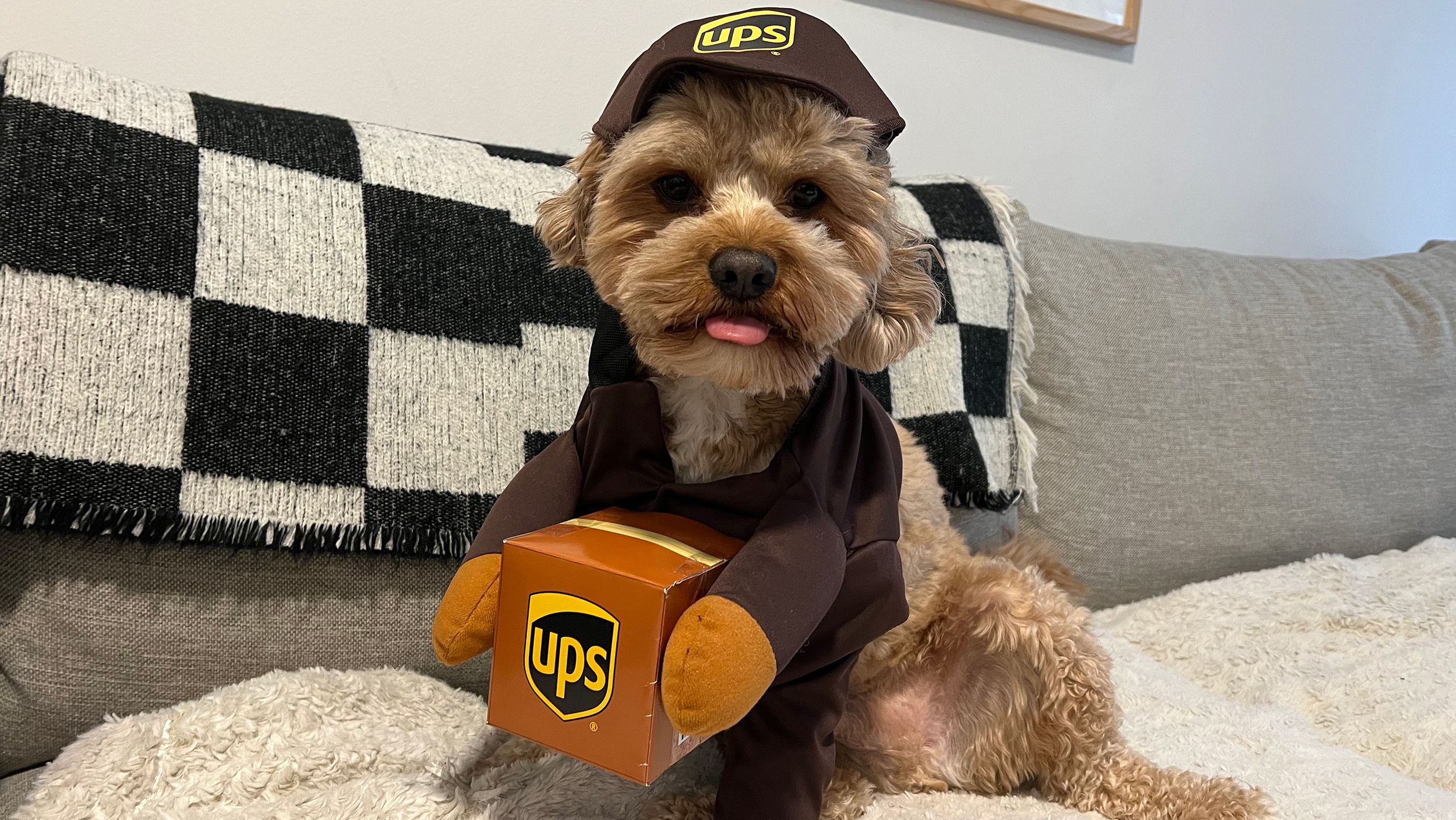 Halloween Costume For Kids Cheap Store -Halloween Costume For Kids Cheap Store underscored california costumes ups delivery driver dog cat costume